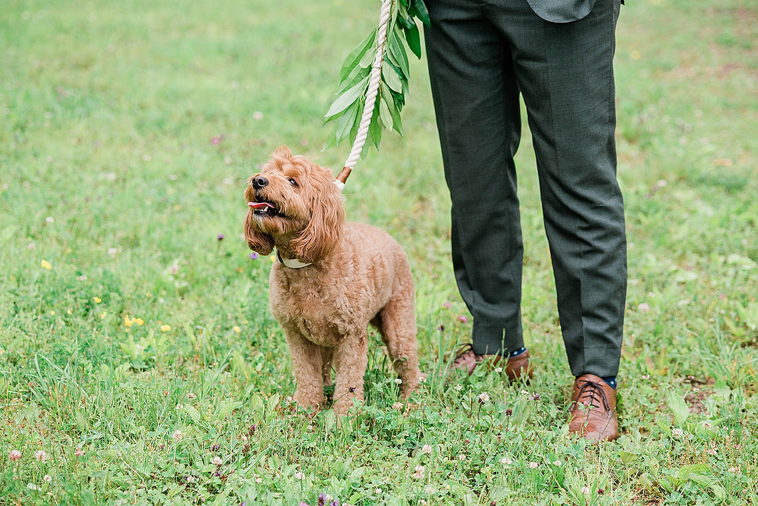 bride and groom's adorable dog at wedding ceremony