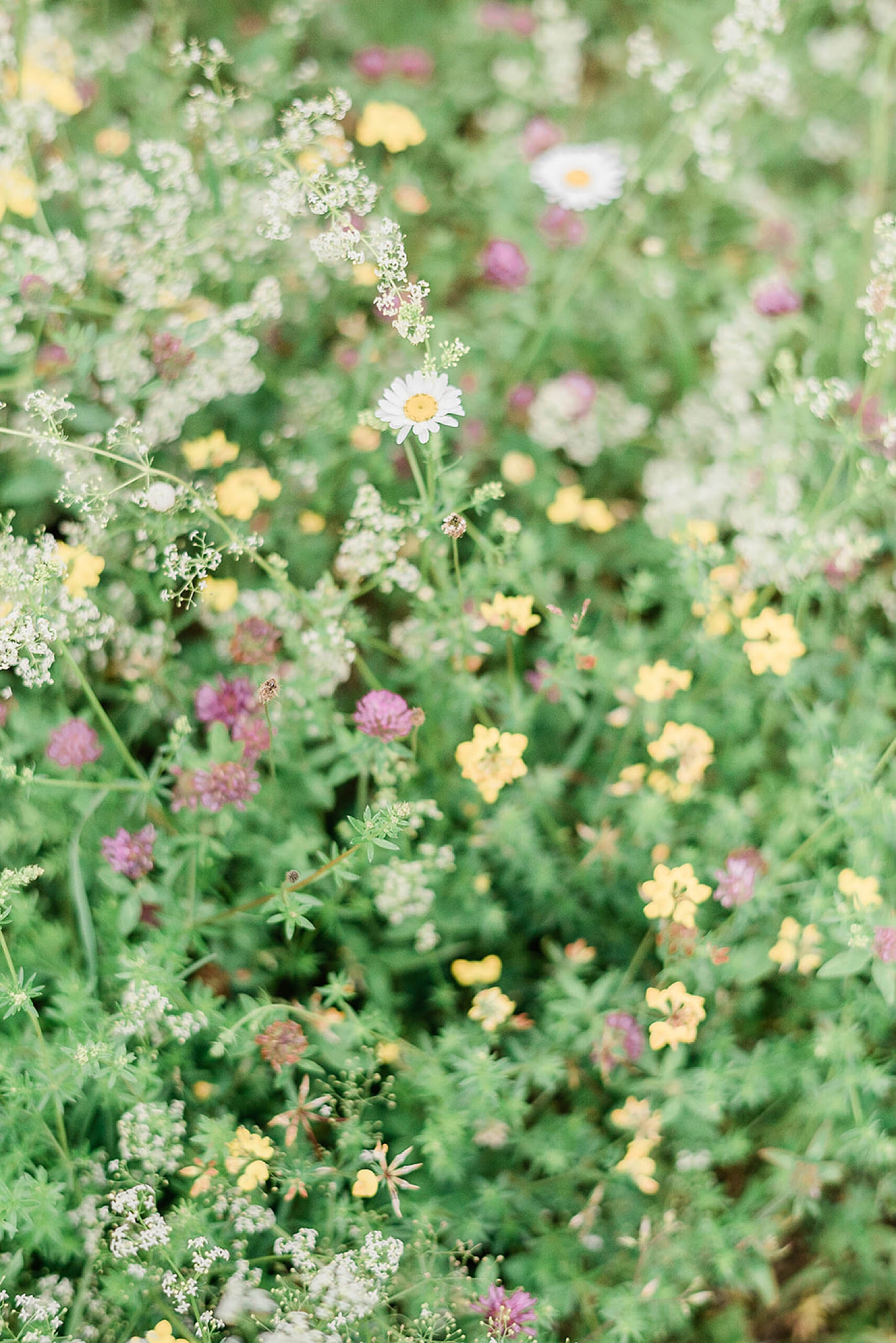 beautiful flowers growing on hillside