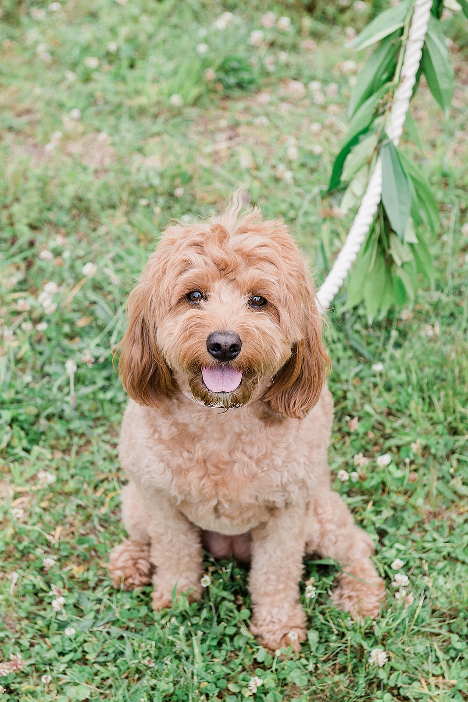 couple's dog after wedding ceremony