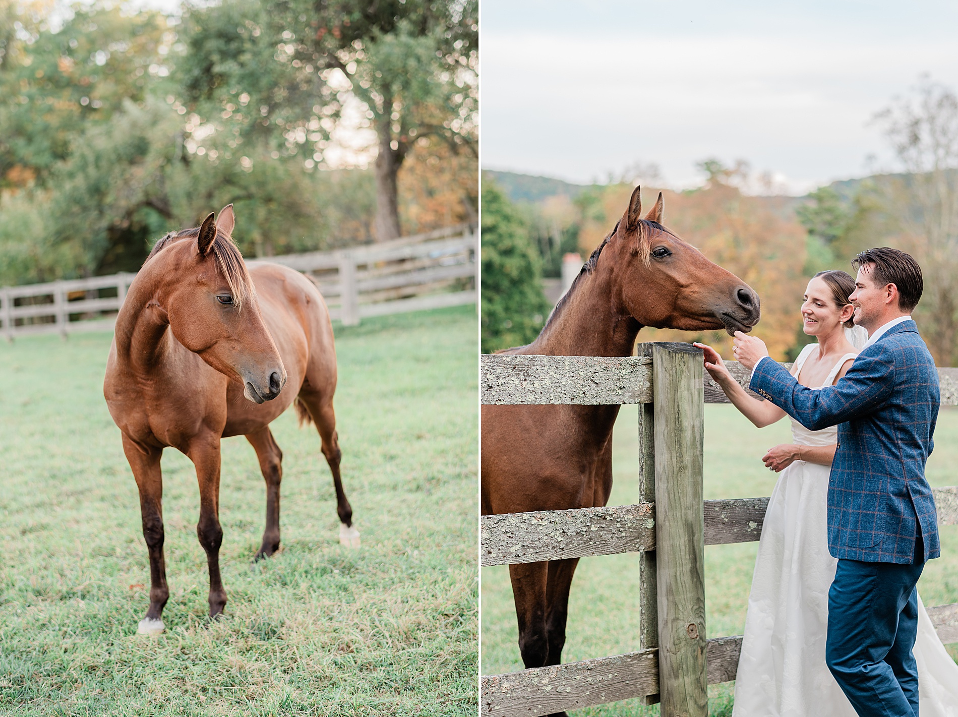 bride and groom with their rescue horse