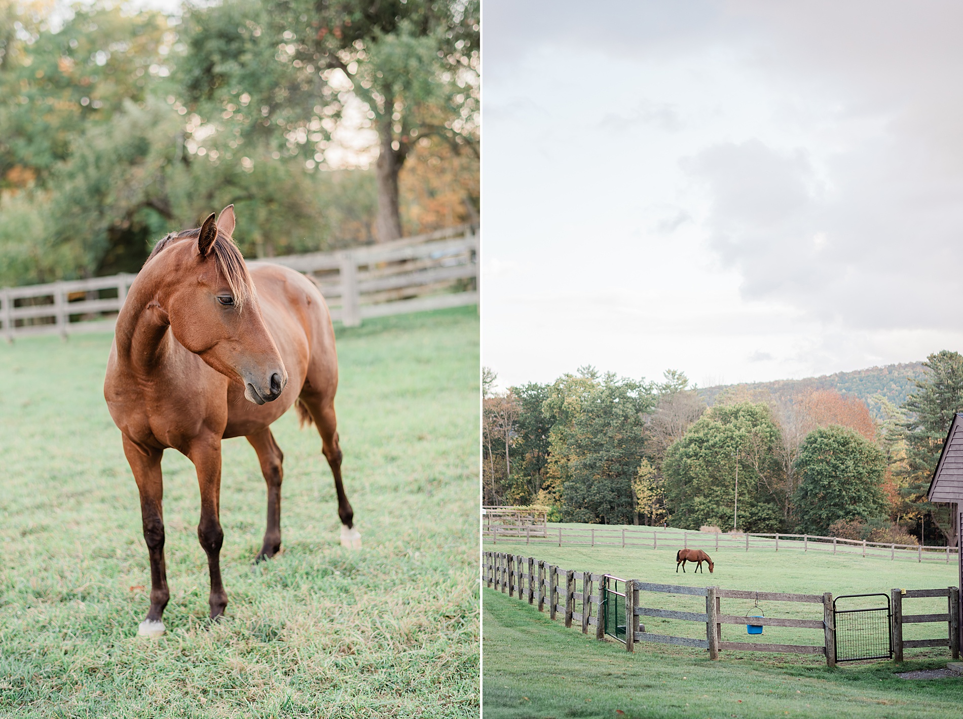 horse grazing in the grass on family land in Cooperstown, NY