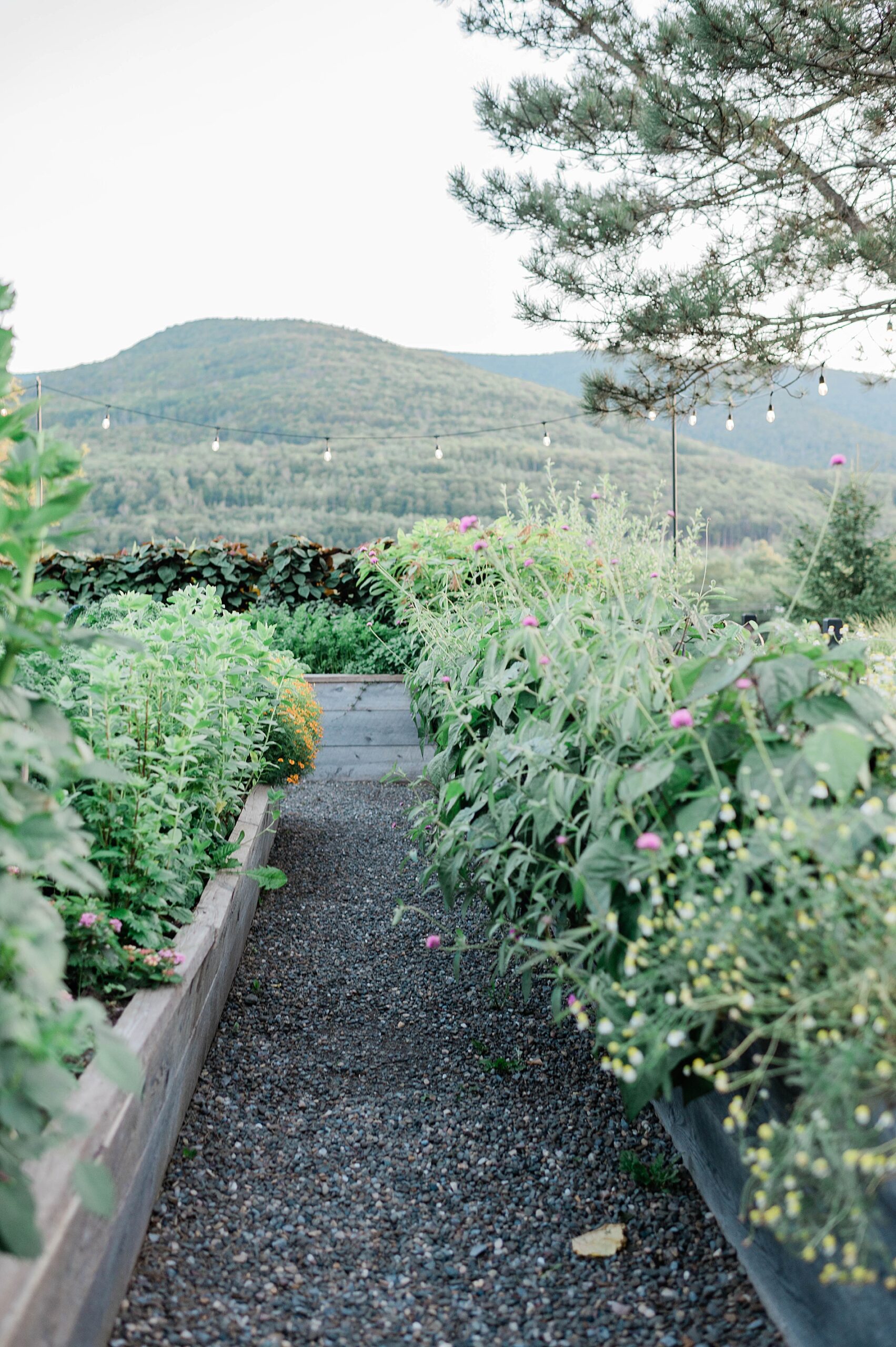 raised garden beds at Scribner’s garden