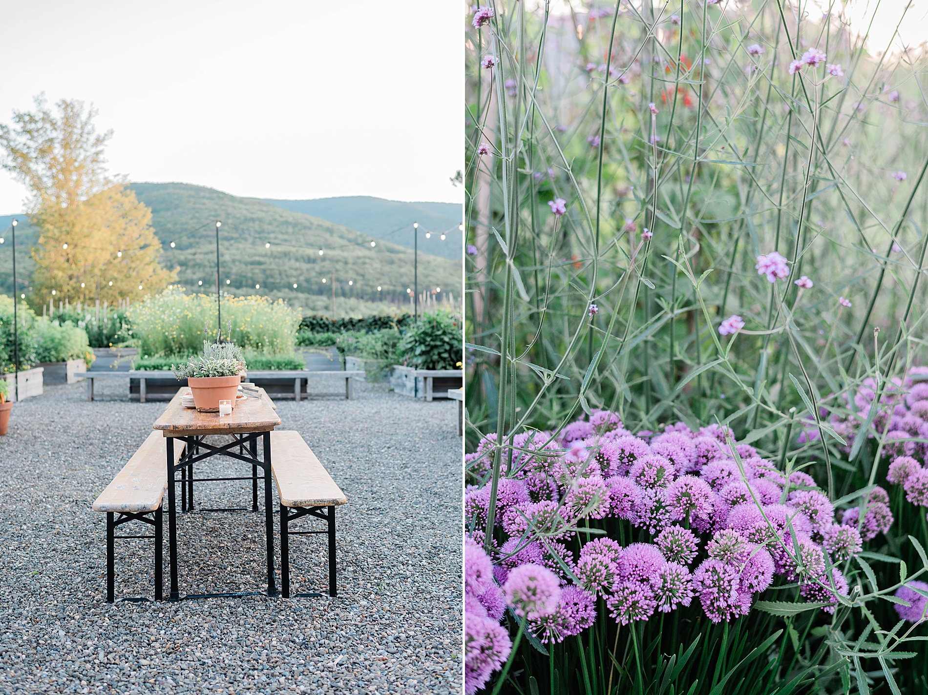 purple flowers at garden for welcome party