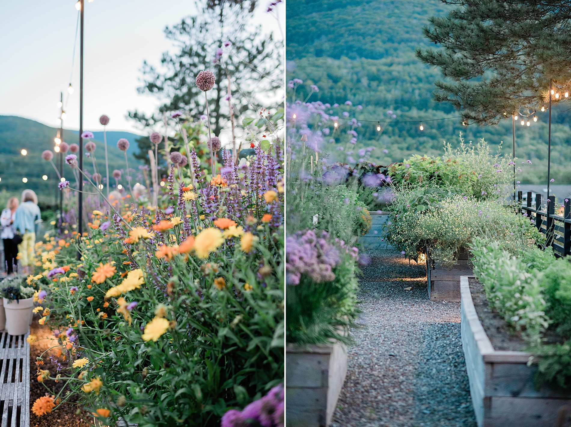 colorful flowers at Scribner’s Garden